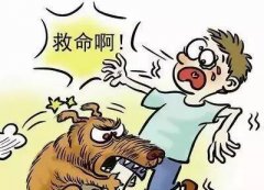 如遇恶犬咬人该怎么办？这些知识也许能救命！