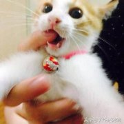 养猫后才会懂的7件事