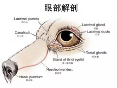 狗狗眼里常含泪水，是为爱感动吗？