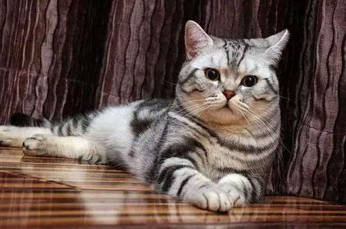 american shorthair cat