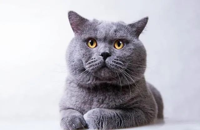 english shorthair cat