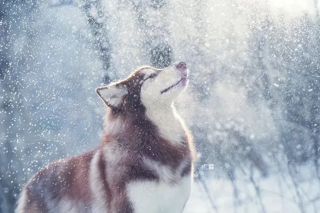 dog freeze-resistant inventory: the 5 most "hardy" dogs, winter is simply their "paradise"