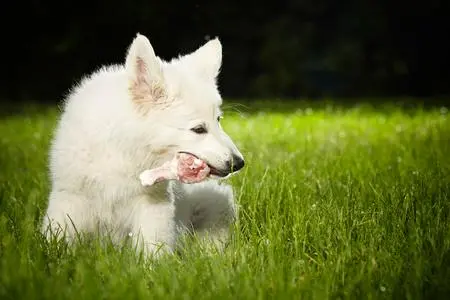 犬猫